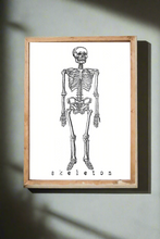 Load image into Gallery viewer, 1 Skeleton