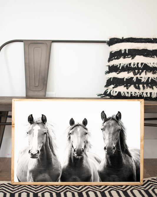 Horses