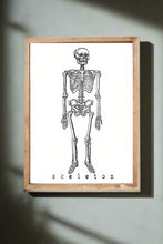 Load image into Gallery viewer, 1 Skeleton
