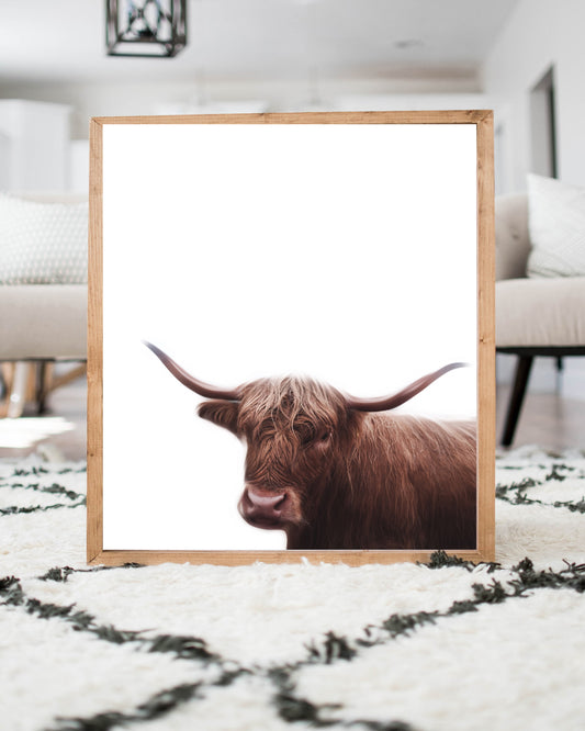 Highland Bull